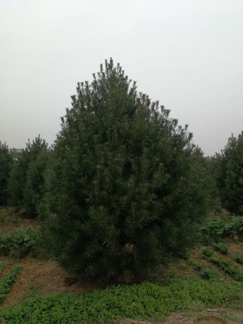 白皮松10cm以下