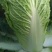 白菜焦作白北京新三号白菜净菜规格4~6斤协助找车