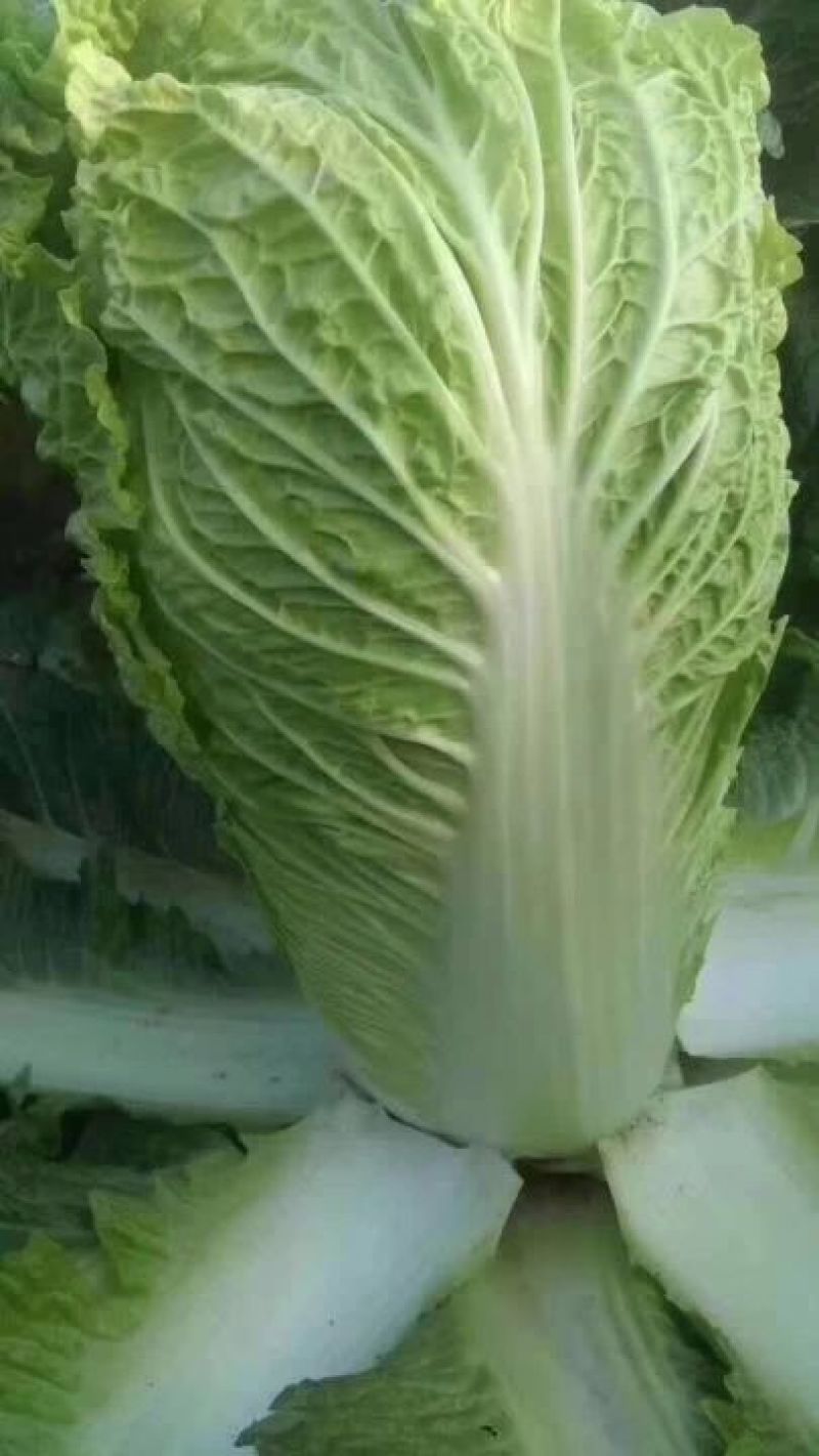 白菜焦作白北京新三号白菜净菜规格4~6斤协助找车