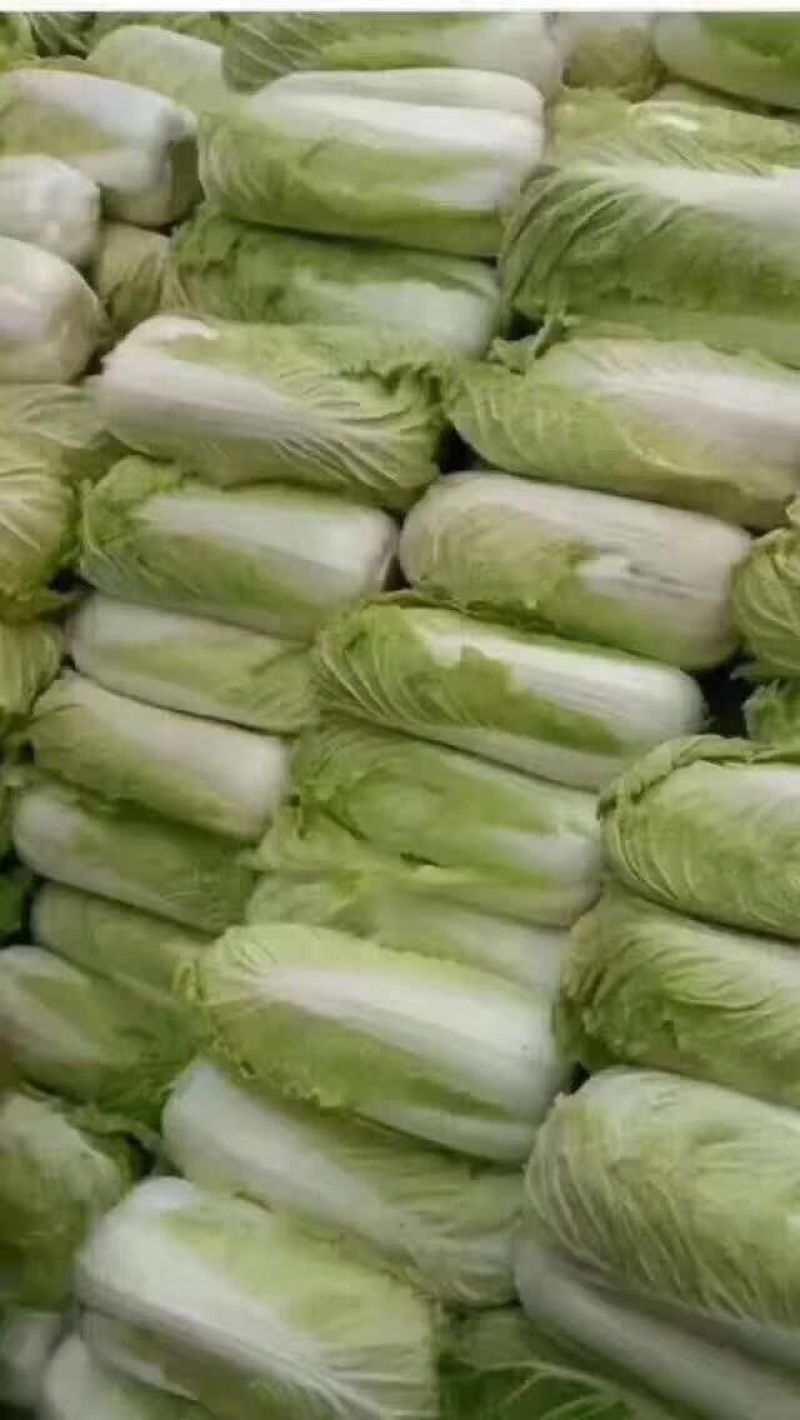 白菜焦作白北京新三号白菜净菜规格4~6斤协助找车