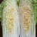 白菜焦作白北京新三号白菜净菜规格4~6斤协助找车
