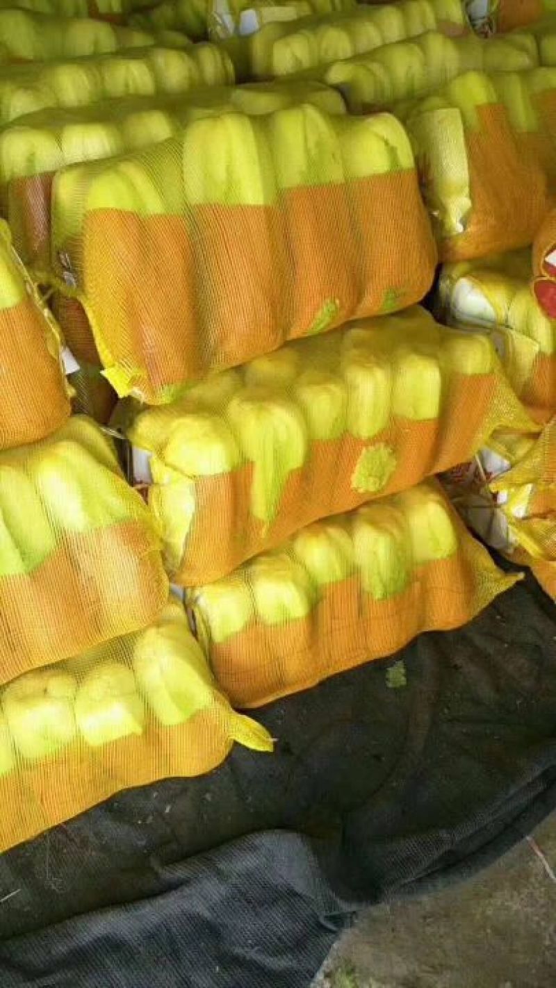 白菜焦作白北京新三号白菜净菜规格4~6斤协助找车