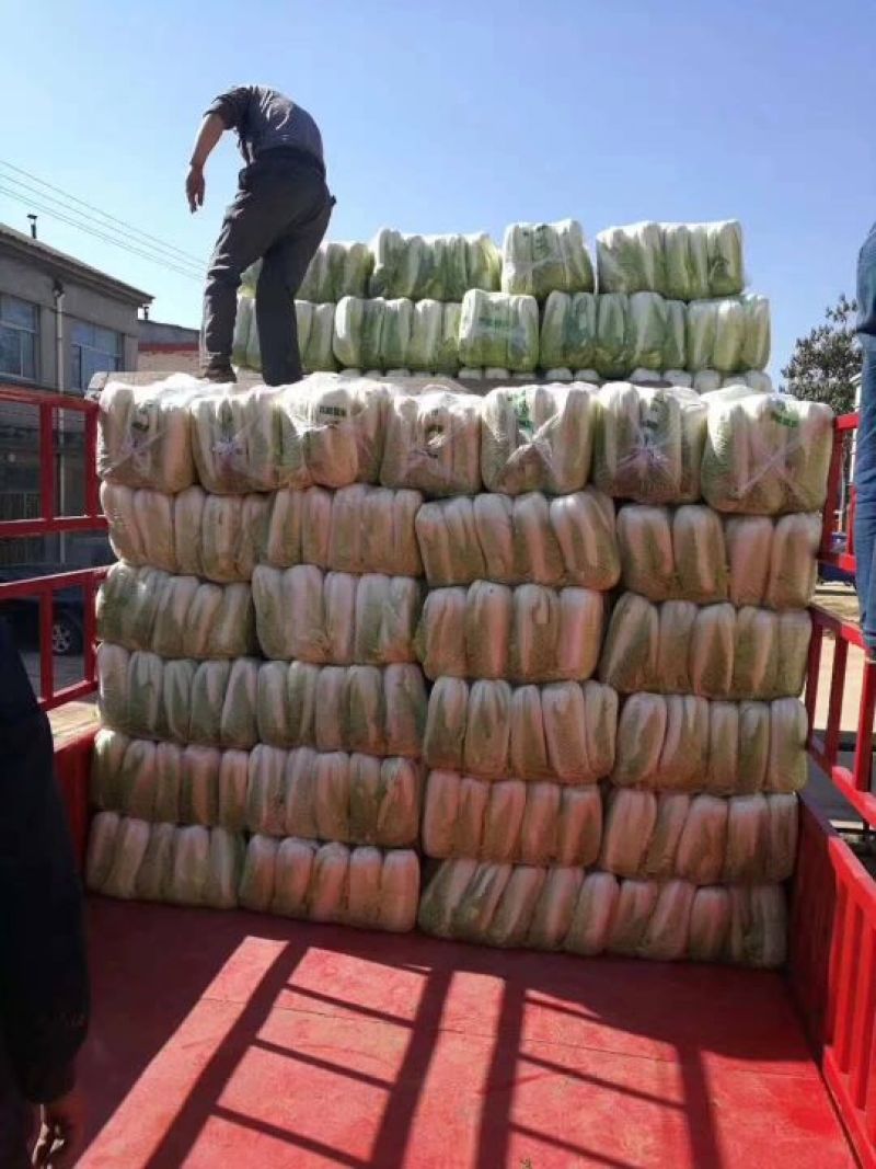 白菜焦作白北京新三号白菜净菜规格4~6斤协助找车