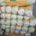 白菜焦作白北京新三号白菜净菜规格4~6斤协助找车
