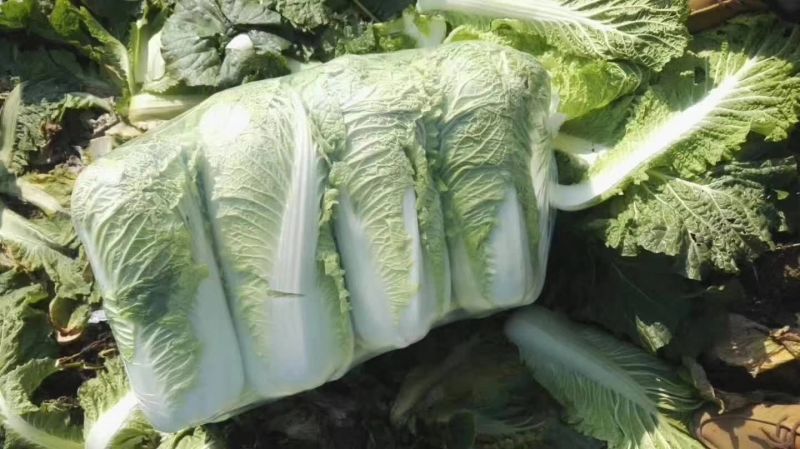 白菜焦作白北京新三号白菜净菜规格4~6斤协助找车