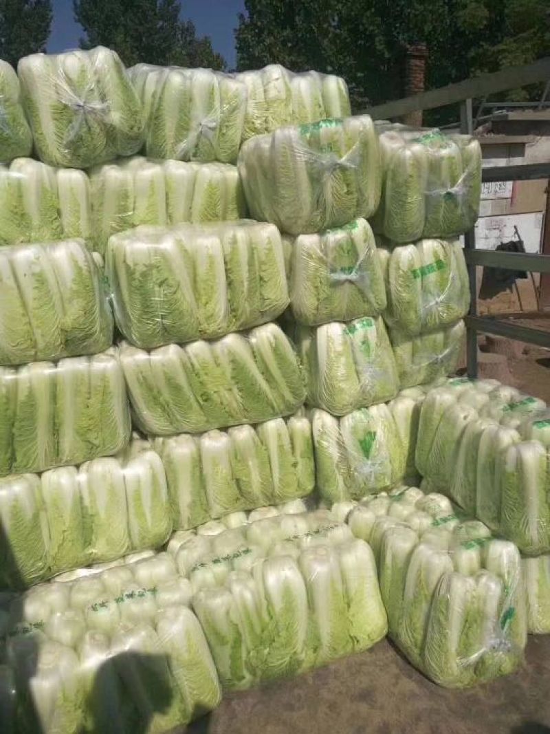 白菜焦作白北京新三号白菜净菜规格4~6斤协助找车