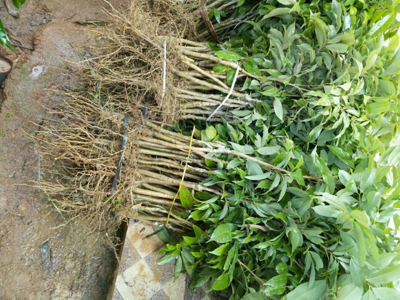龙眼树苗四季蜜龙眼苗储良苗石硖苗成活率高产量高当年挂果