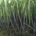 黑皮甘蔗6~8斤6~8cm2.5~3米