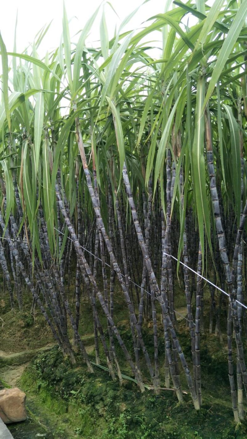 黑皮甘蔗6~8斤6~8cm2.5~3米