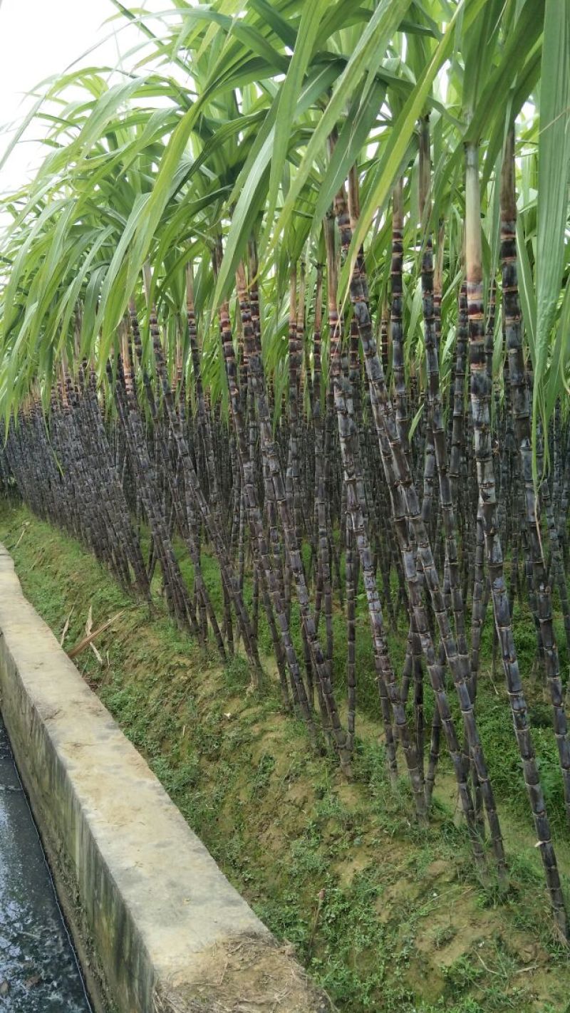黑皮甘蔗6~8斤6~8cm2.5~3米