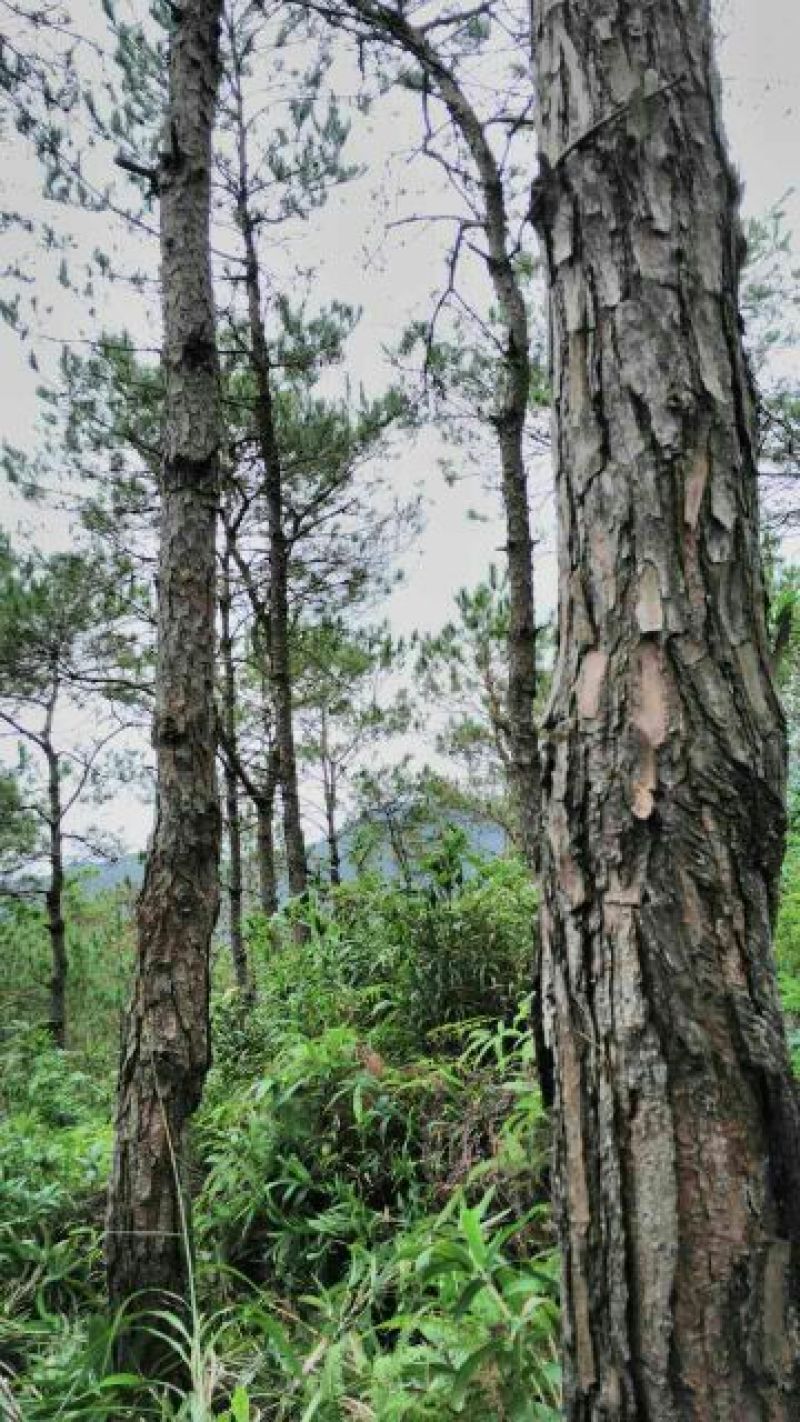 马尾松10~20cm