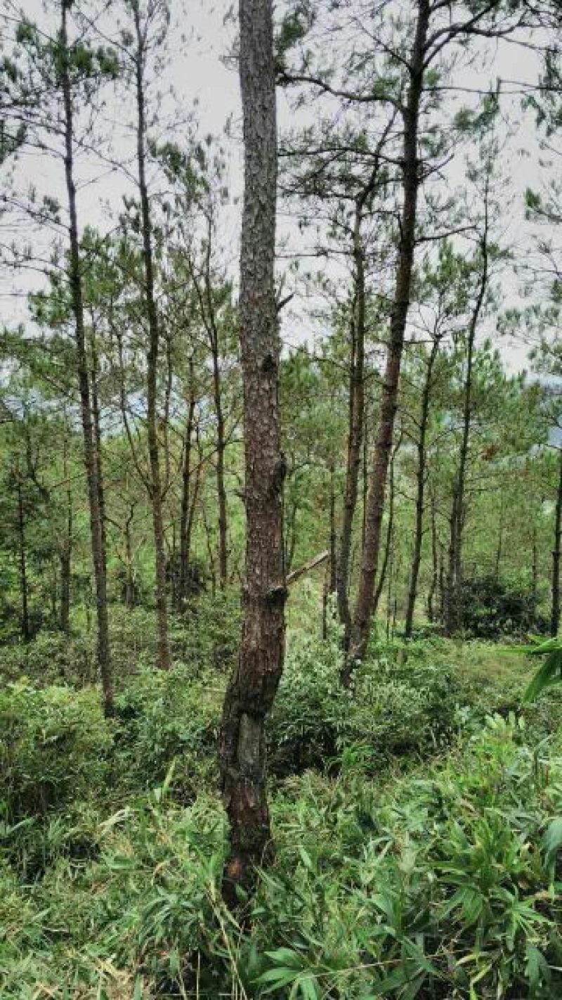 马尾松10~20cm