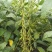黄豆7.5以上大粒