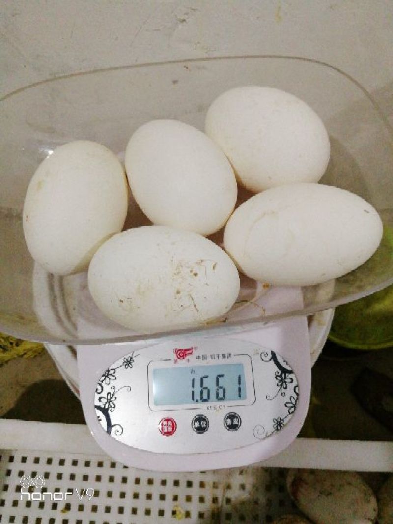 三花鹅苗0.5斤以下