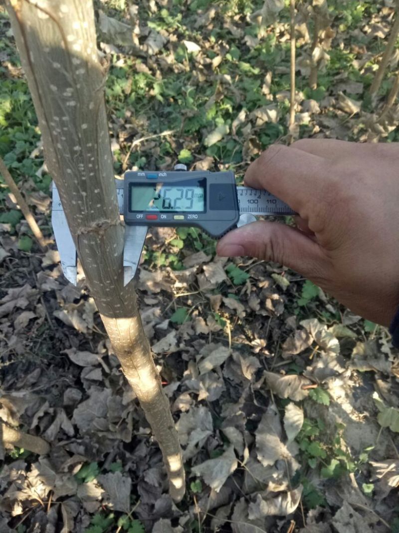 107杨树苗1公分