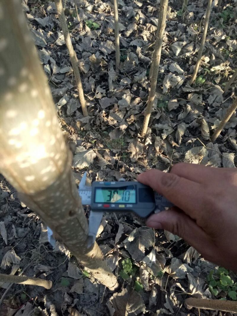 107杨树苗1公分