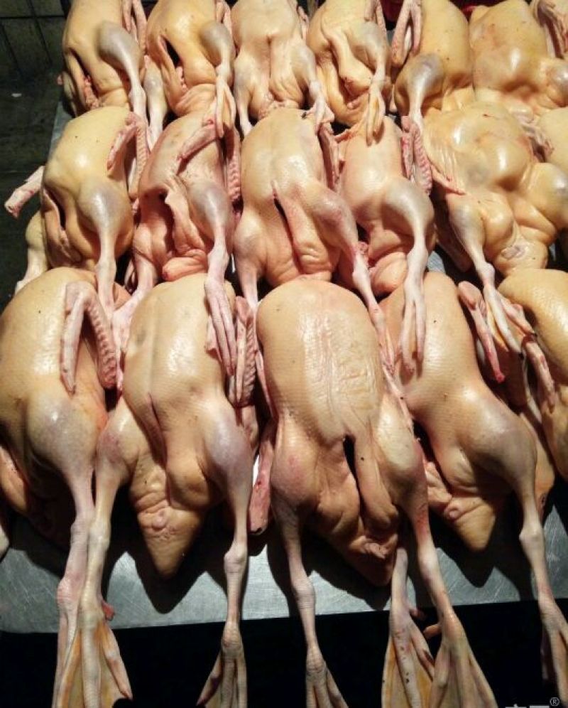 主营：肉鸭、掉白、土鸭、蛋鸭、花边、木鸭等鸡鸭鹅兔产品。