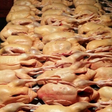 主营：肉鸭、掉白、土鸭、蛋鸭、花边、木鸭等鸡鸭鹅兔产品。