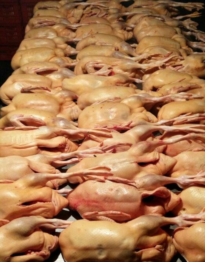 主营：肉鸭、掉白、土鸭、蛋鸭、花边、木鸭等鸡鸭鹅兔产品。