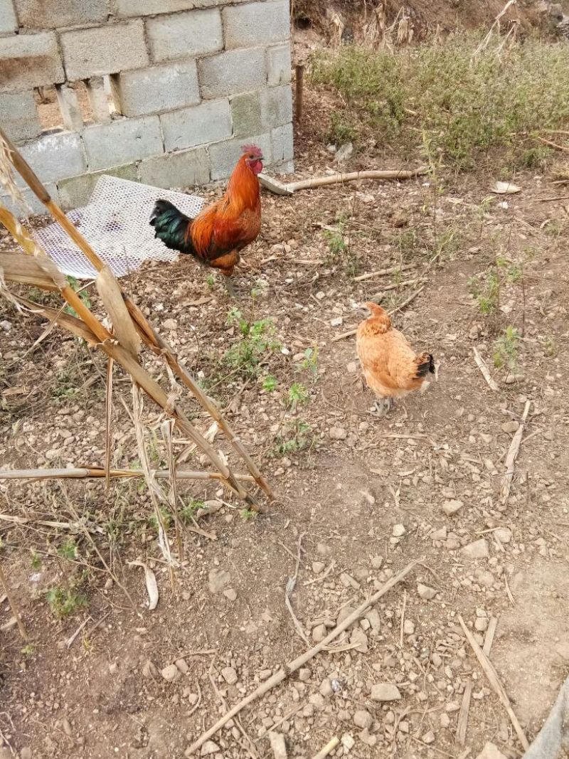 走地鸡散养土鸡5~6斤