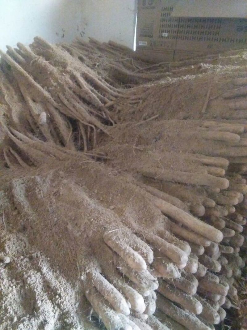 铁棍山药2~3厘米一级通货50~70厘米