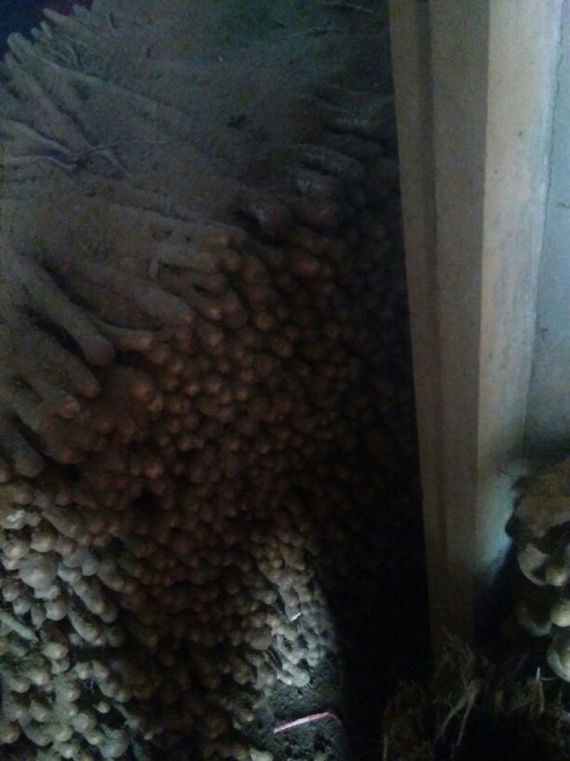铁棍山药2~3厘米一级通货50~70厘米