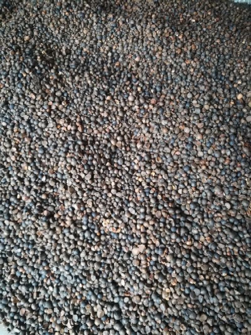 油菜籽1级
