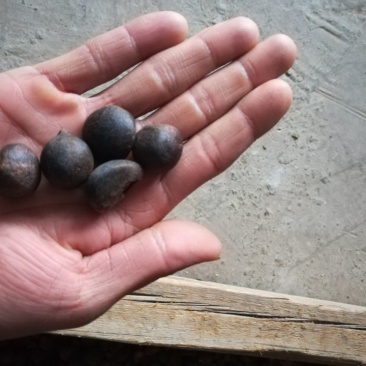 油菜籽1级