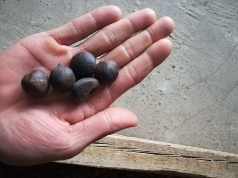 油菜籽1级