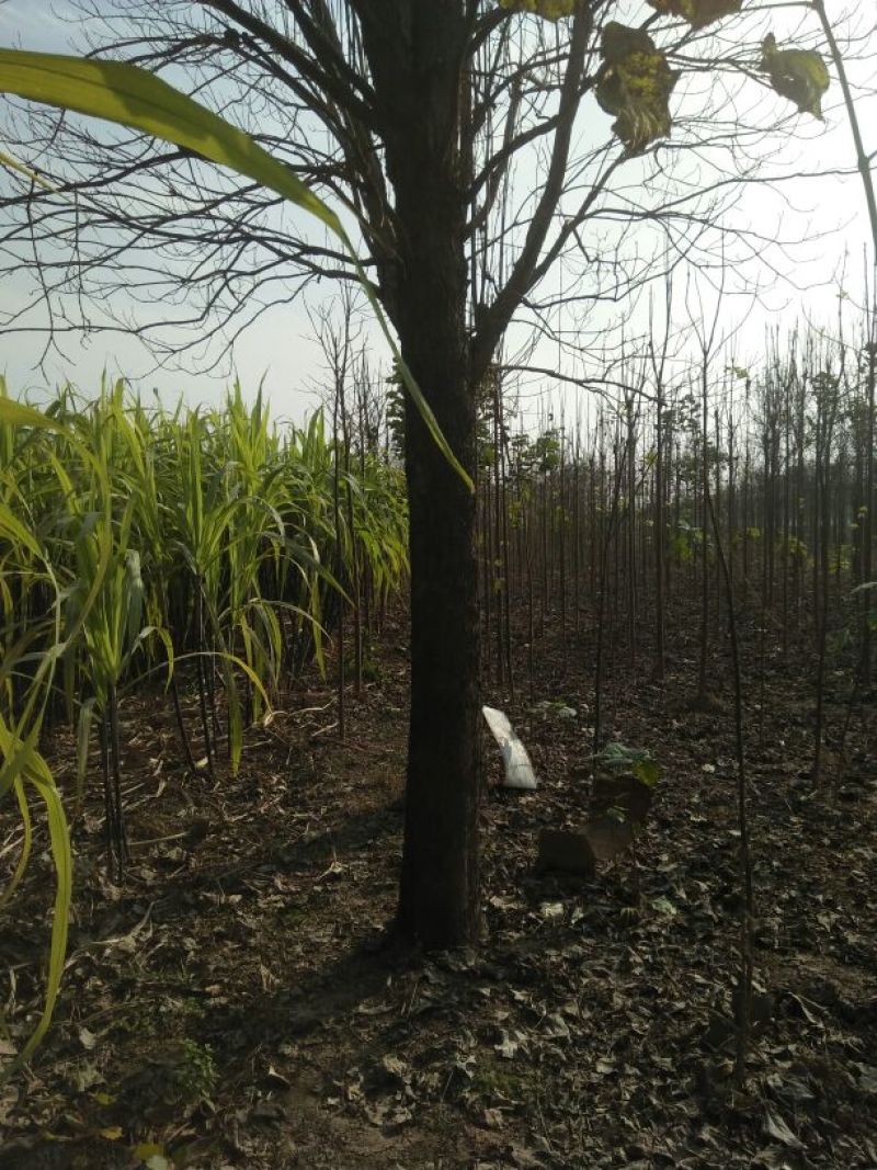 金丝楸树苗30~50cm
