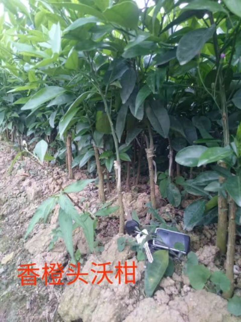 沃柑苗30~50cm