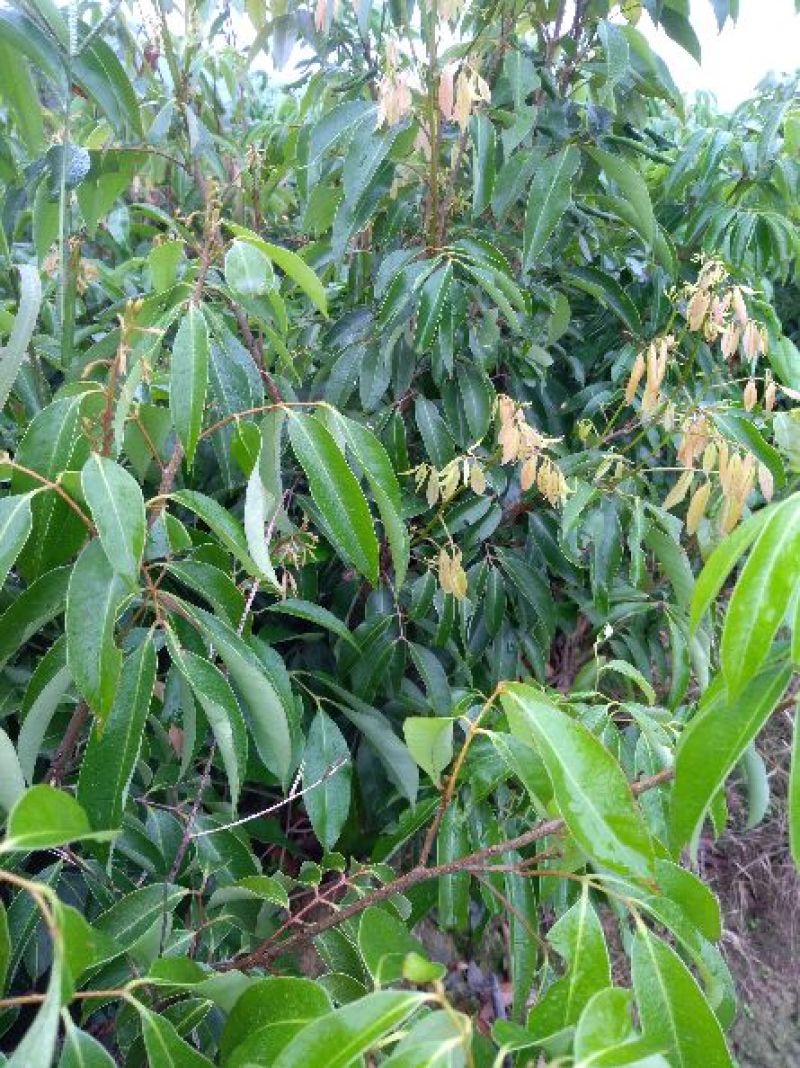 荔枝苗50~80cm