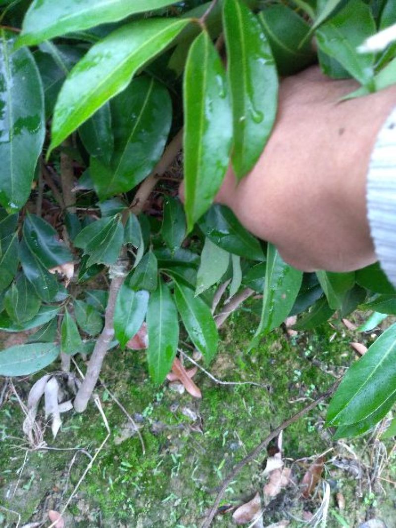 荔枝苗50~80cm