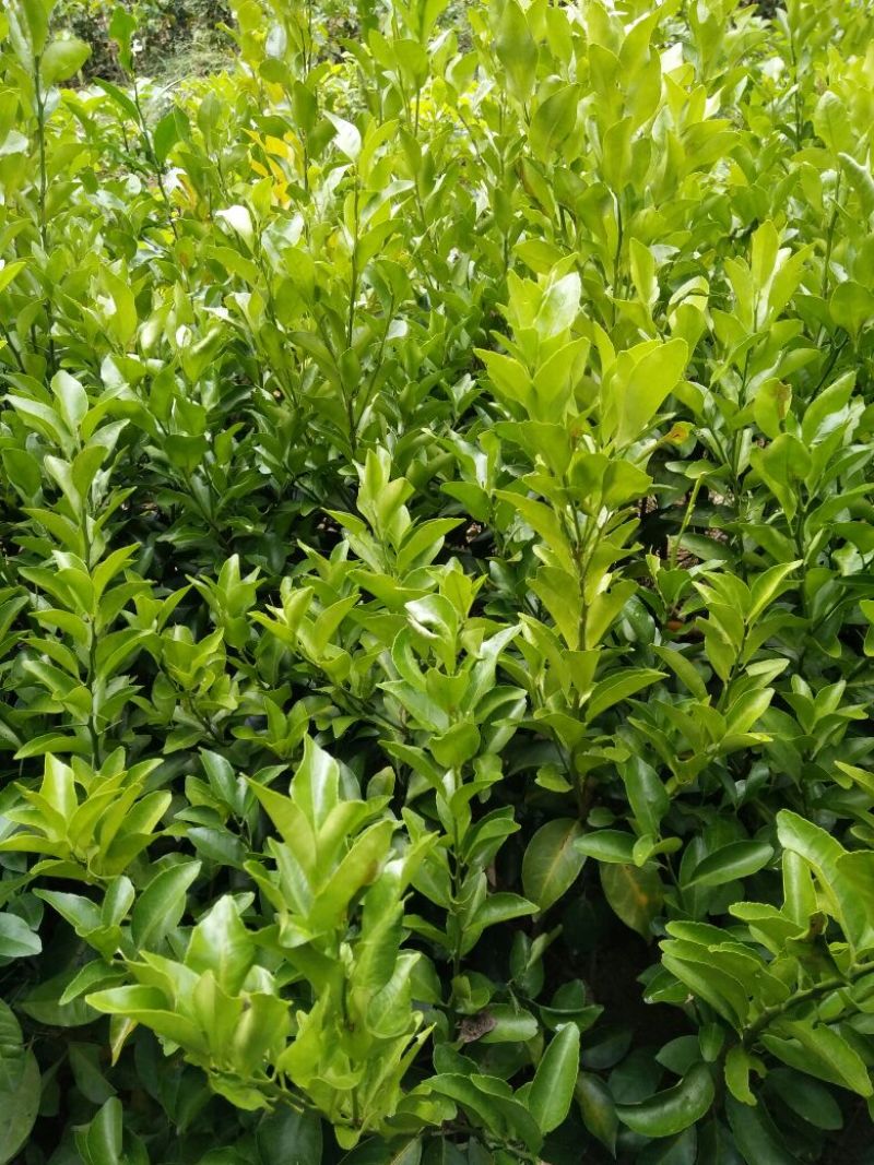 沙糖桔苗30~50cm