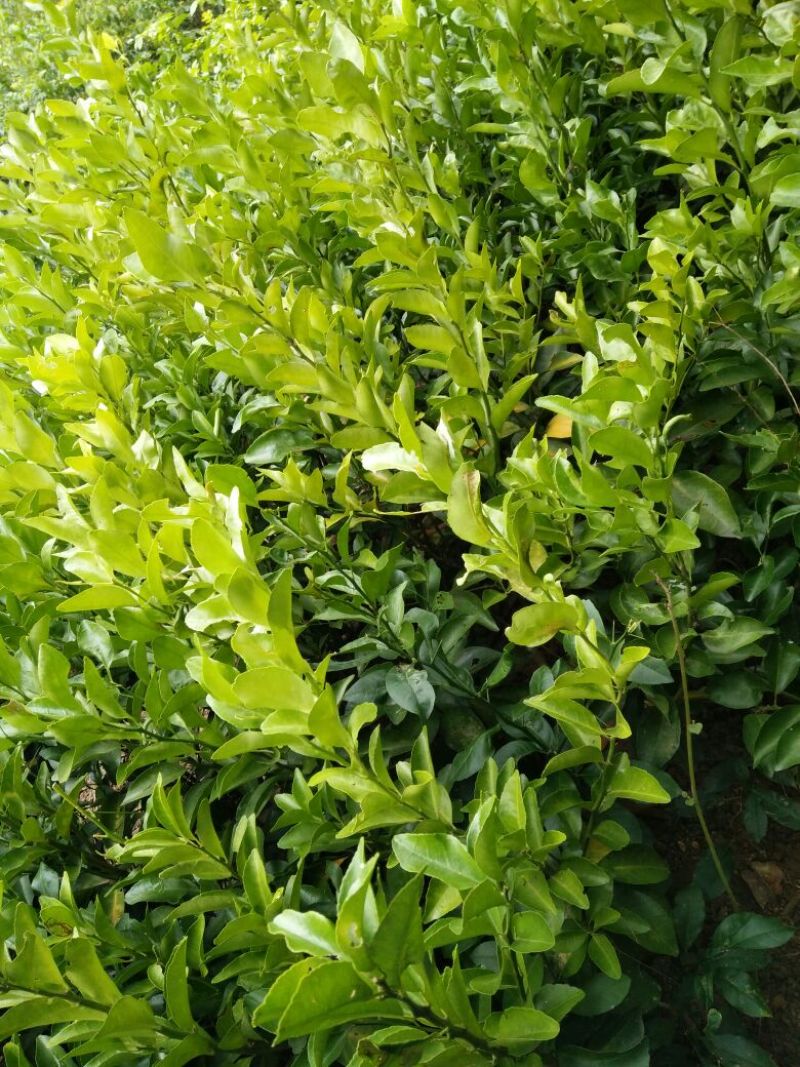 沙糖桔苗30~50cm