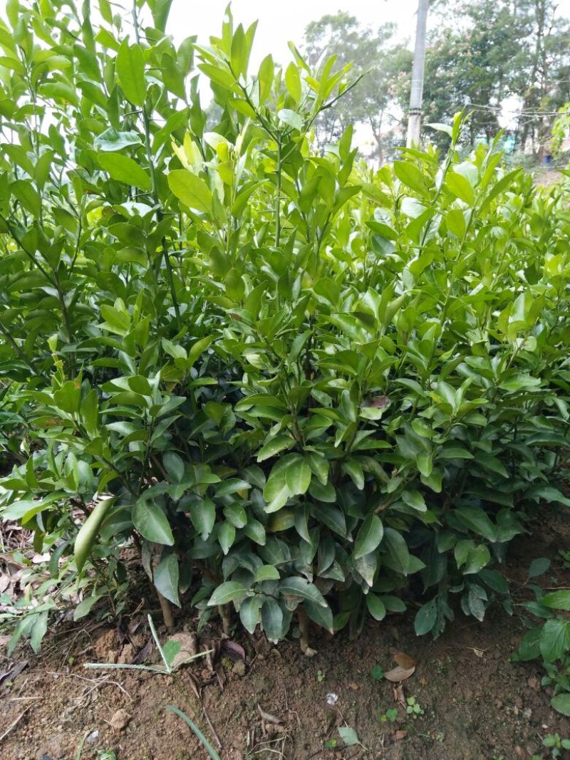 沙糖桔苗30~50cm