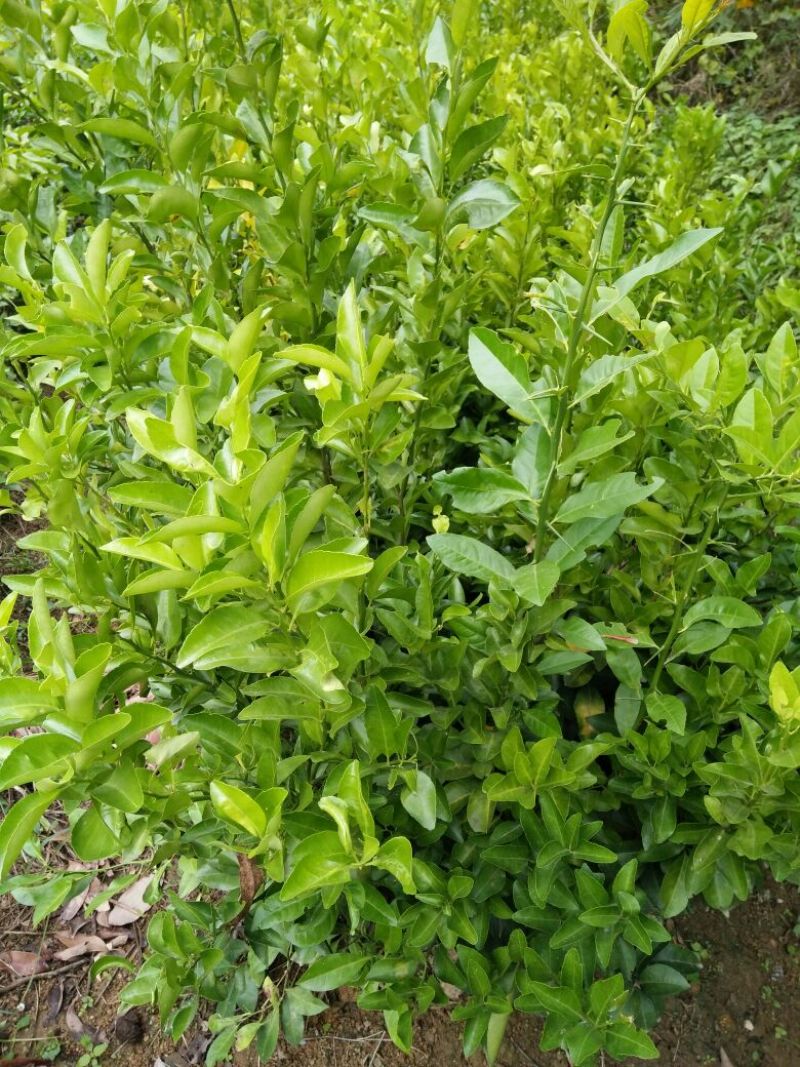 沙糖桔苗30~50cm