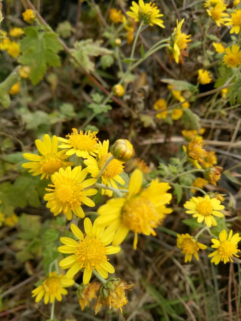野菊花散装