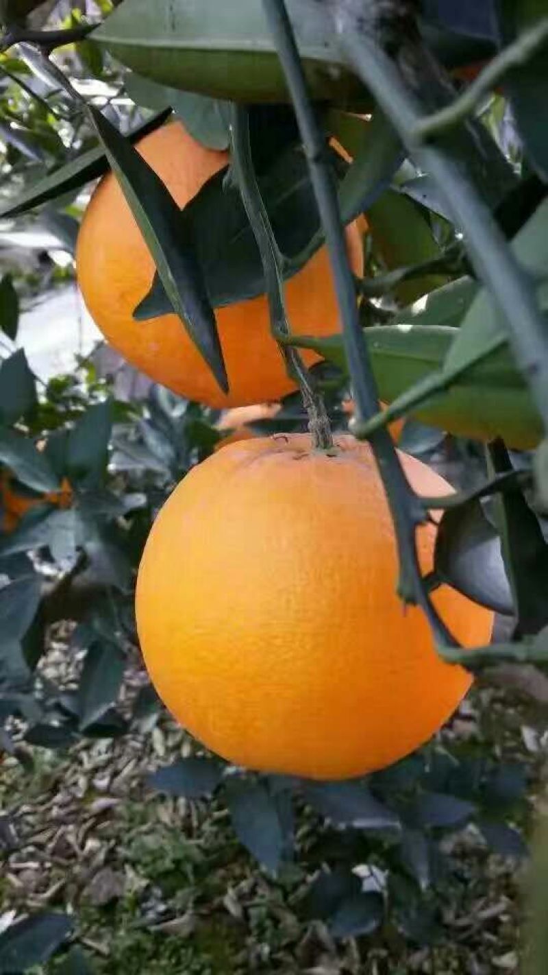 湖北纽荷尔长红产地品种齐全产地无中间商赚差价