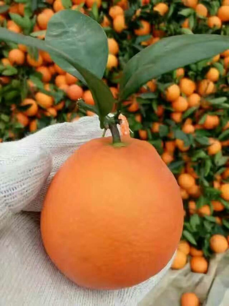 湖北纽荷尔长红产地品种齐全产地无中间商赚差价