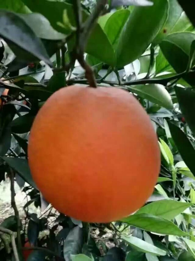 湖北纽荷尔长红产地品种齐全产地无中间商赚差价