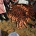 胡萝卜2两以上带土10厘米以上并有专业团队为你服务
