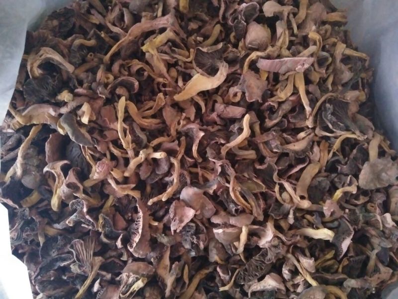 松蘑一级