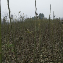 核桃苗100~150cm1~2年