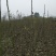 核桃苗100~150cm1~2年