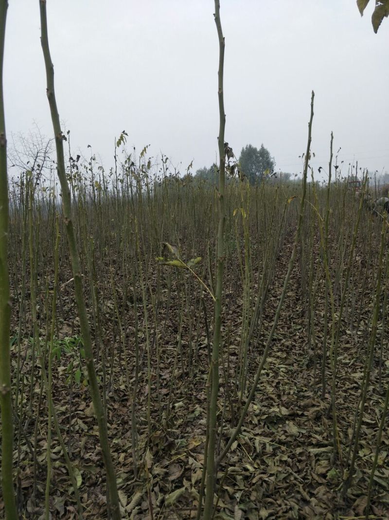 核桃苗100~150cm1~2年