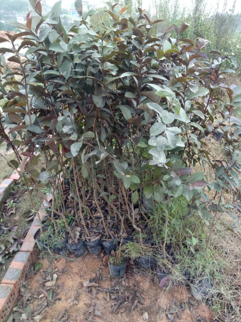 番石榴苗50~80cm