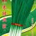 韭菜种子速生直立不休眠量大优惠，不要错过