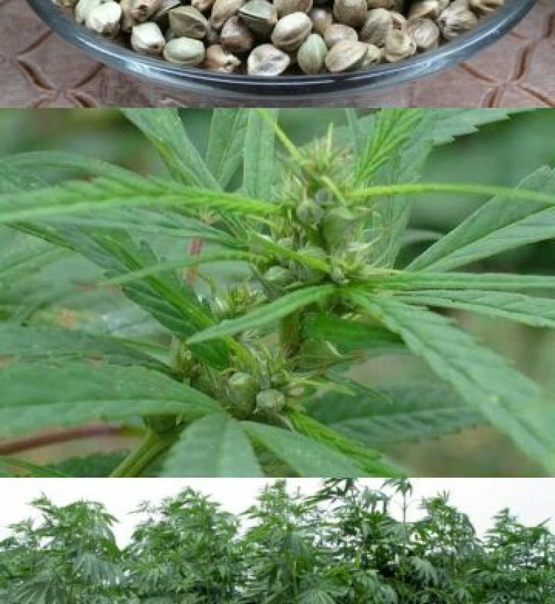麻子(火麻仁)