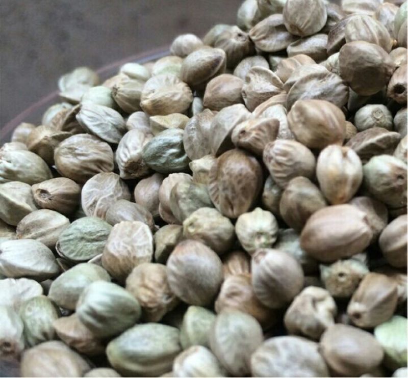 麻子(火麻仁)